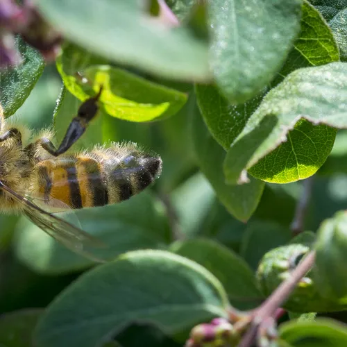 Om giftig van te worden: hoge wintersterfte onder honingbijen