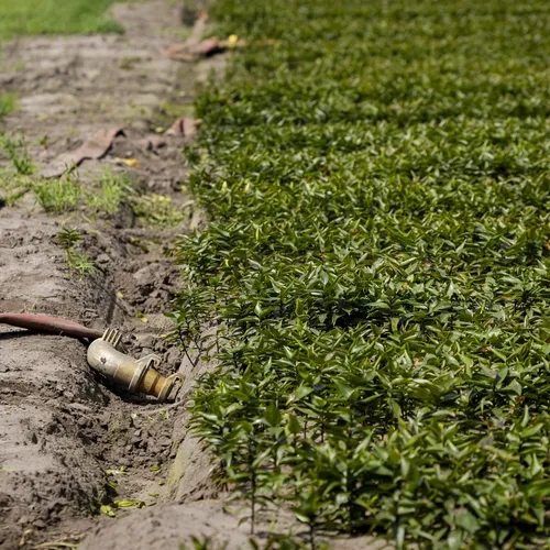 Dreigt er een pesticiden-crisis?