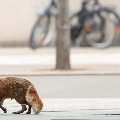 Dieren zijn niet 'net als mensen' en daarom moet een dierenpartij zich louter op hen richten