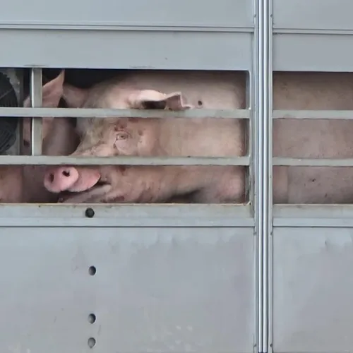 Het gaat maar door, in de zomerse hitte creperen de varkens