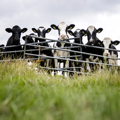 Aankomende D66-minister van Landbouw rolt direct de rode loper uit voor boerenlobby