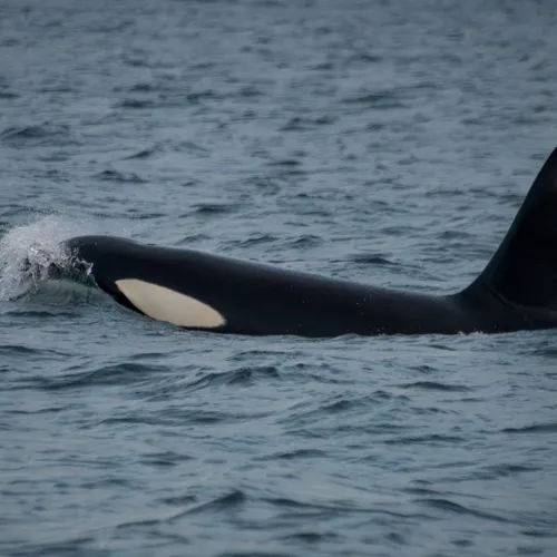De orka's zijn terug: nieuwe aanvallen op plezierjachten voor Spaanse kust