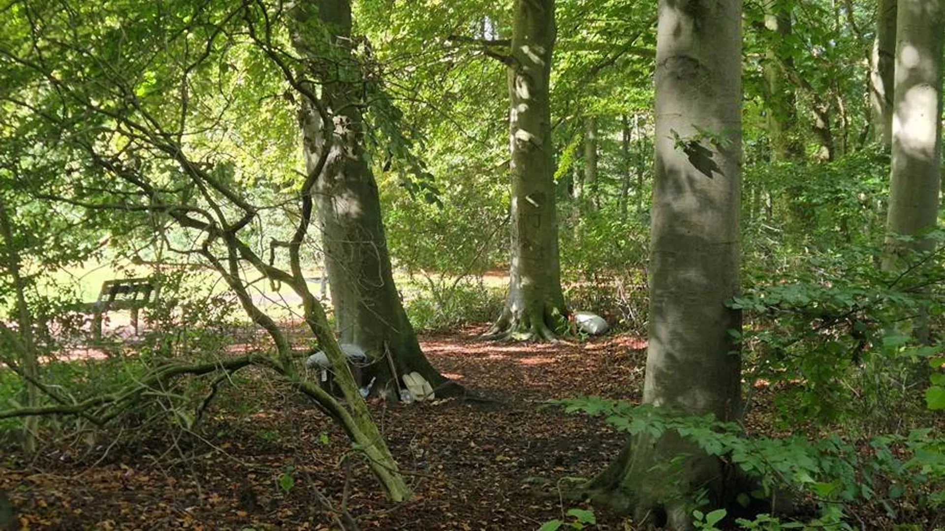 haagsebos