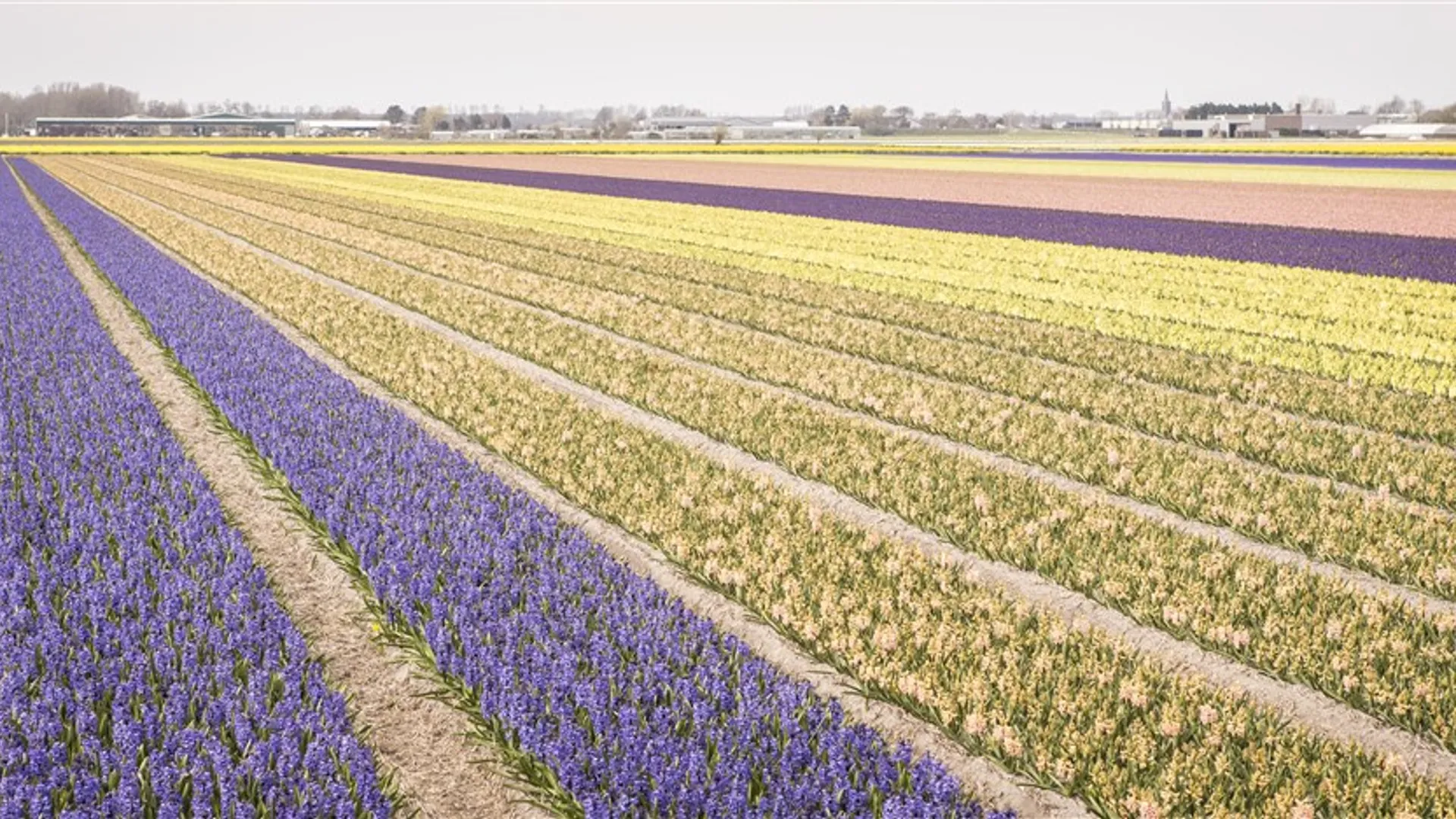 Afbeelding van Boeren intimideren demonstranten die protesteren tegen gifgebruik lelieteelt
