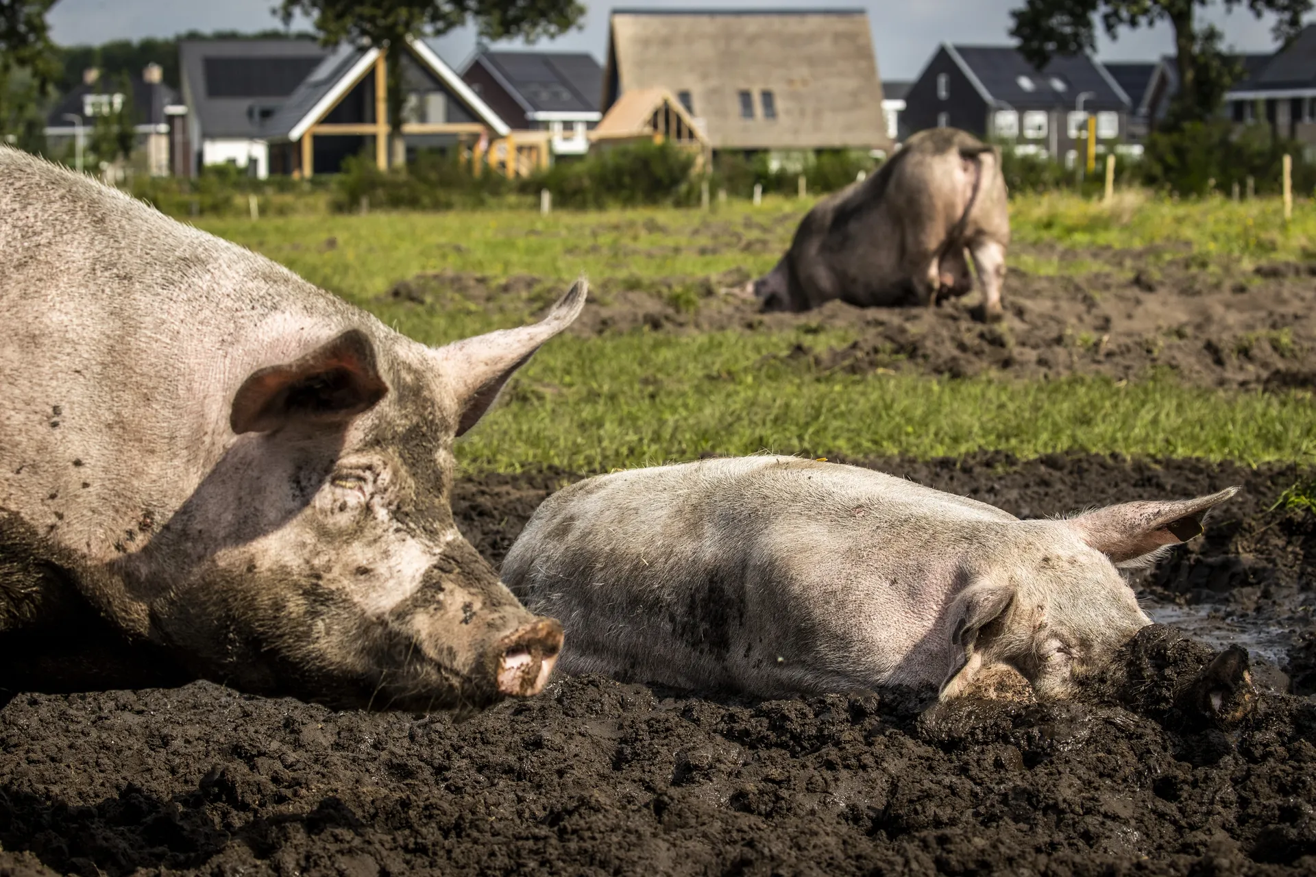 Afbeelding van We moeten kiezen: zijn er in 2050 nog kleine boeren of alleen maar megastallen?