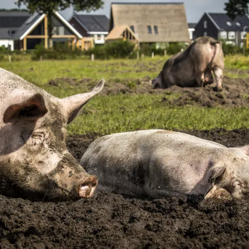 We moeten kiezen: zijn er in 2050 nog kleine boeren of alleen maar megastallen?