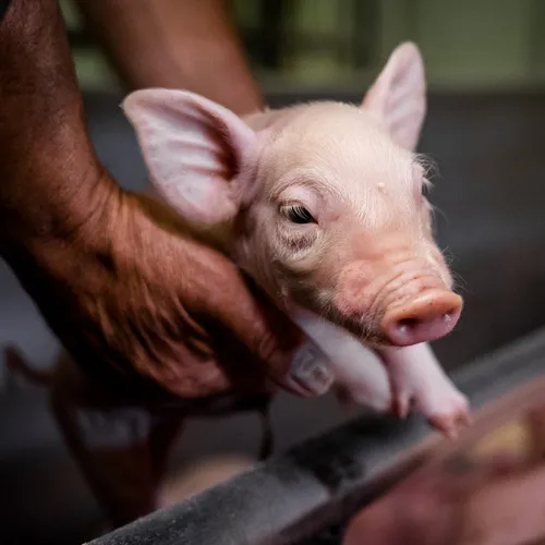 Waarom ons wereldbeeld leidt tot massale uitbuiting van dieren