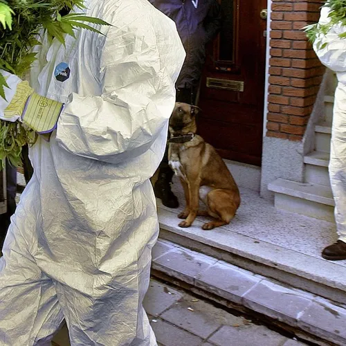 Onderzoek naar FvD-raadslid nadat politie in zijn huis een wietkwekerij aantrof, en dat blijkt niet het enige