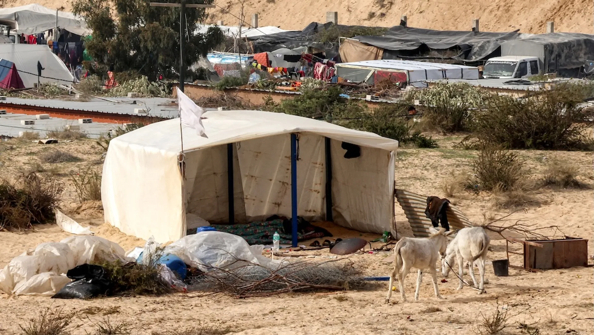 Afbeelding van Dierenliefde of genocide? Israëliërs 'redden' ezels uit Gaza en brengen ze over naar Frankrijk