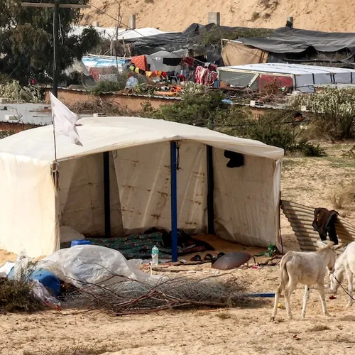Dierenliefde of genocide? Israëliërs 'redden' ezels uit Gaza en brengen ze over naar Frankrijk