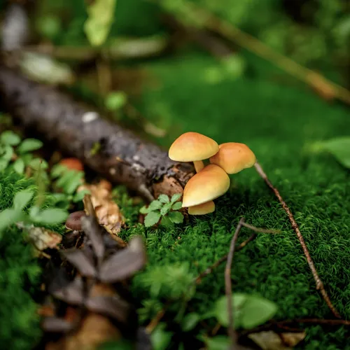 Er zijn paddestoelen na de dood