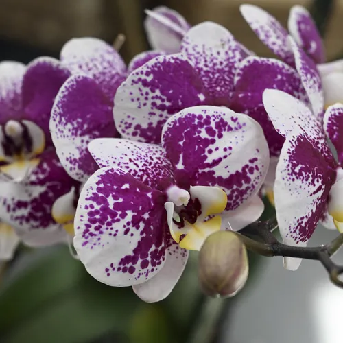 Brief aan mijn moeder