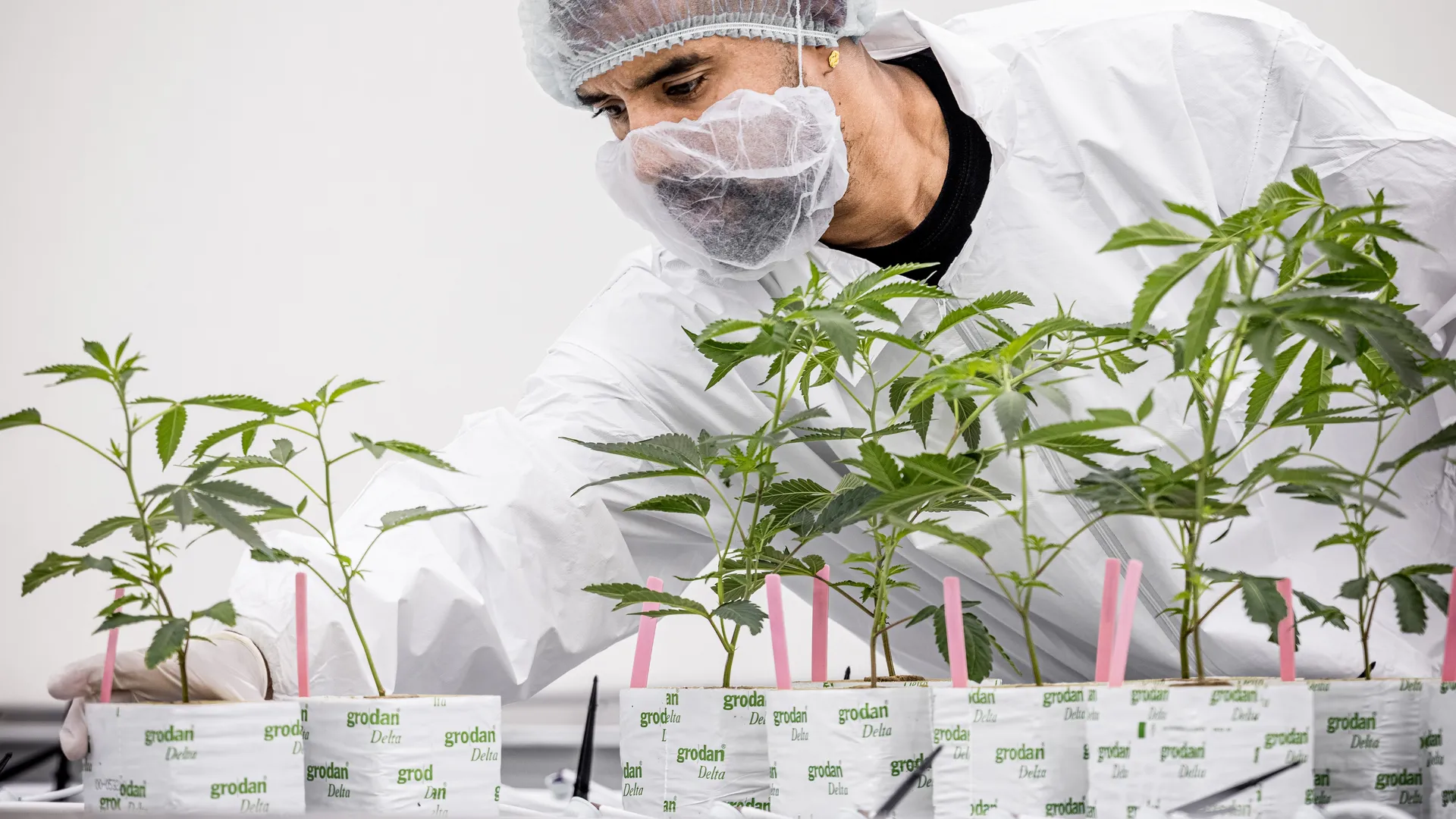 legalecannabis