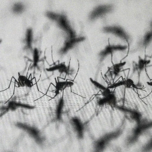 Invasieve ziekteverspreiders rukken op dankzij klimaatcrisis: gelekoortsmuggen in Londen