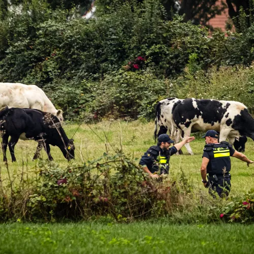 On-Nederlands geweld?