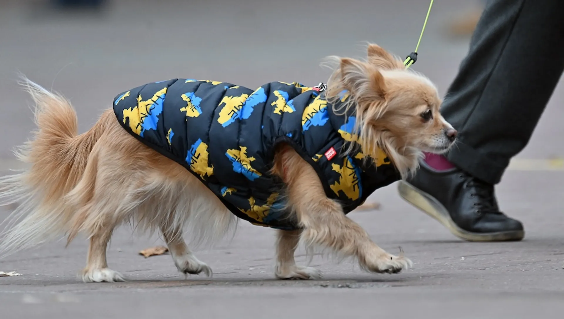 Afbeelding van Pacifisme is effectiever dan passivisme