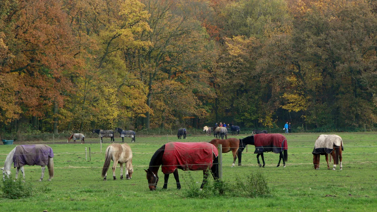 paarden