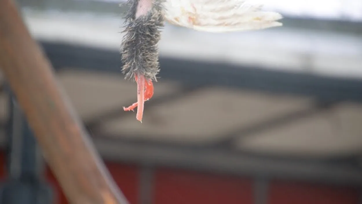 animalstoday-ganstrekken-Grevenbicht-05