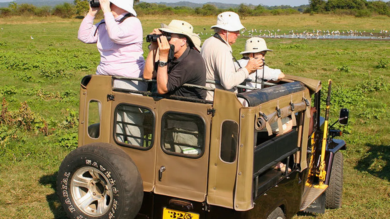 safari