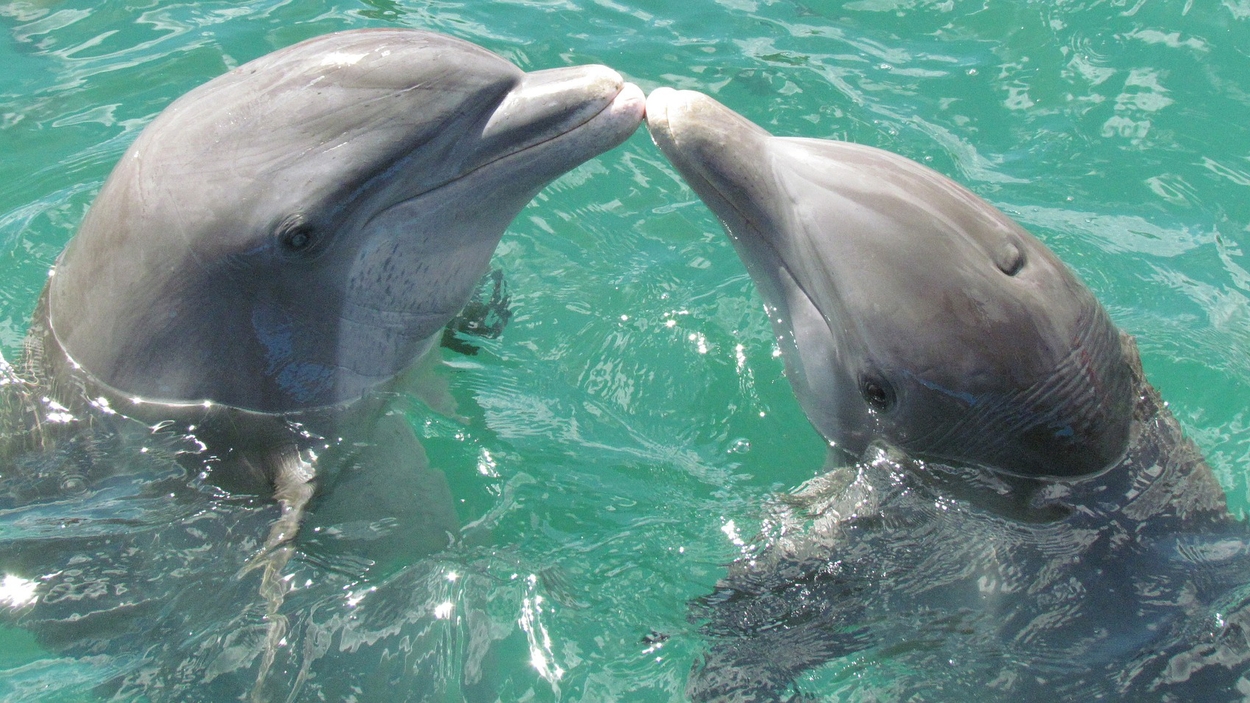 Dolfijntje geboren in Dolfinarium