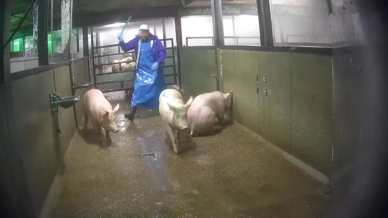 varkens