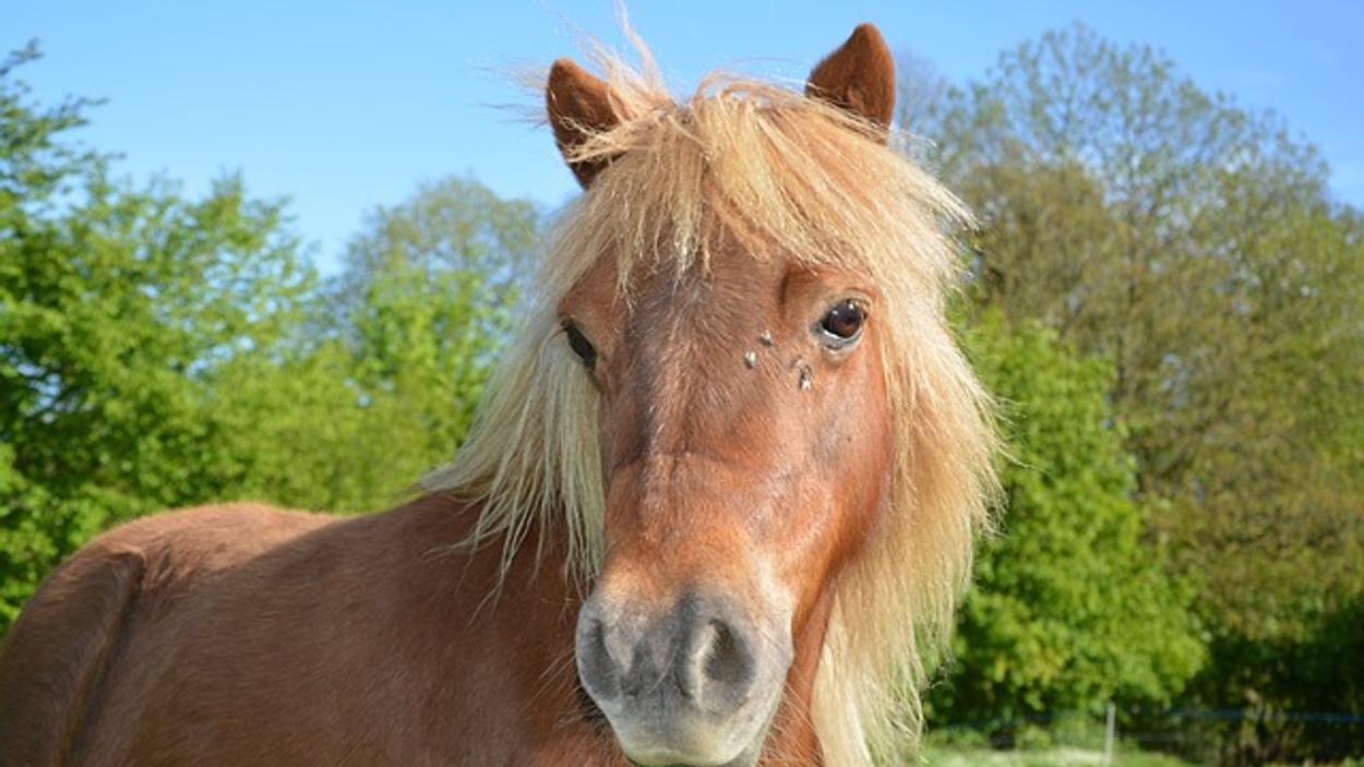 shetland-pony-3375422_640