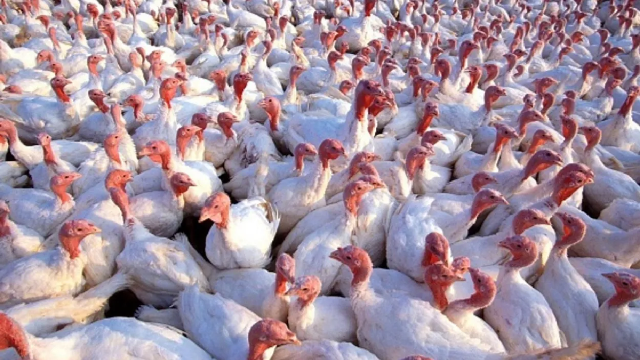 animalstoday-witte kalkoenen CC0