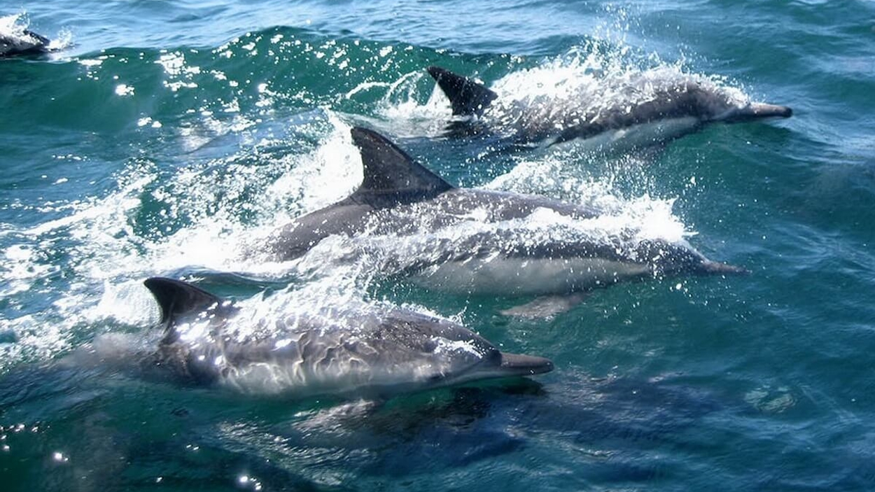 animalstoday-dolfijnen-in-zonnig-zeewater-CC0