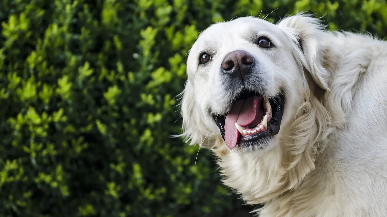 goldenretriever