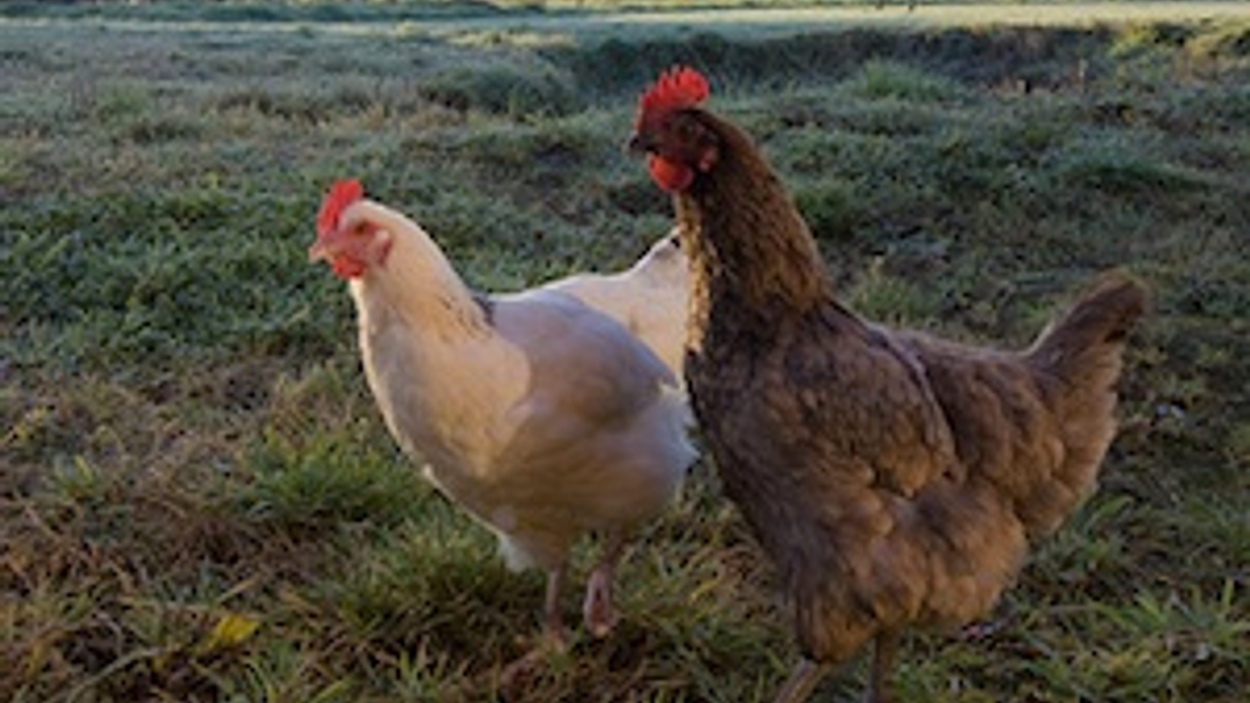 Cyclopen Bridge pier kwaad Wakker Dier krijgt 1,3 miljoen kippen wei in - Joop - BNNVARA