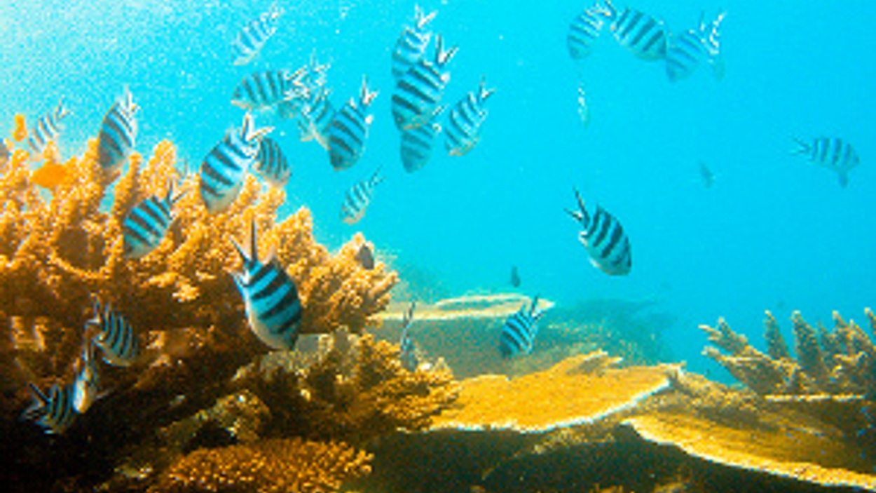 flickr-great-barrier-reef-300px.jpg