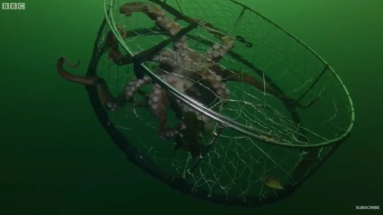 octopus
