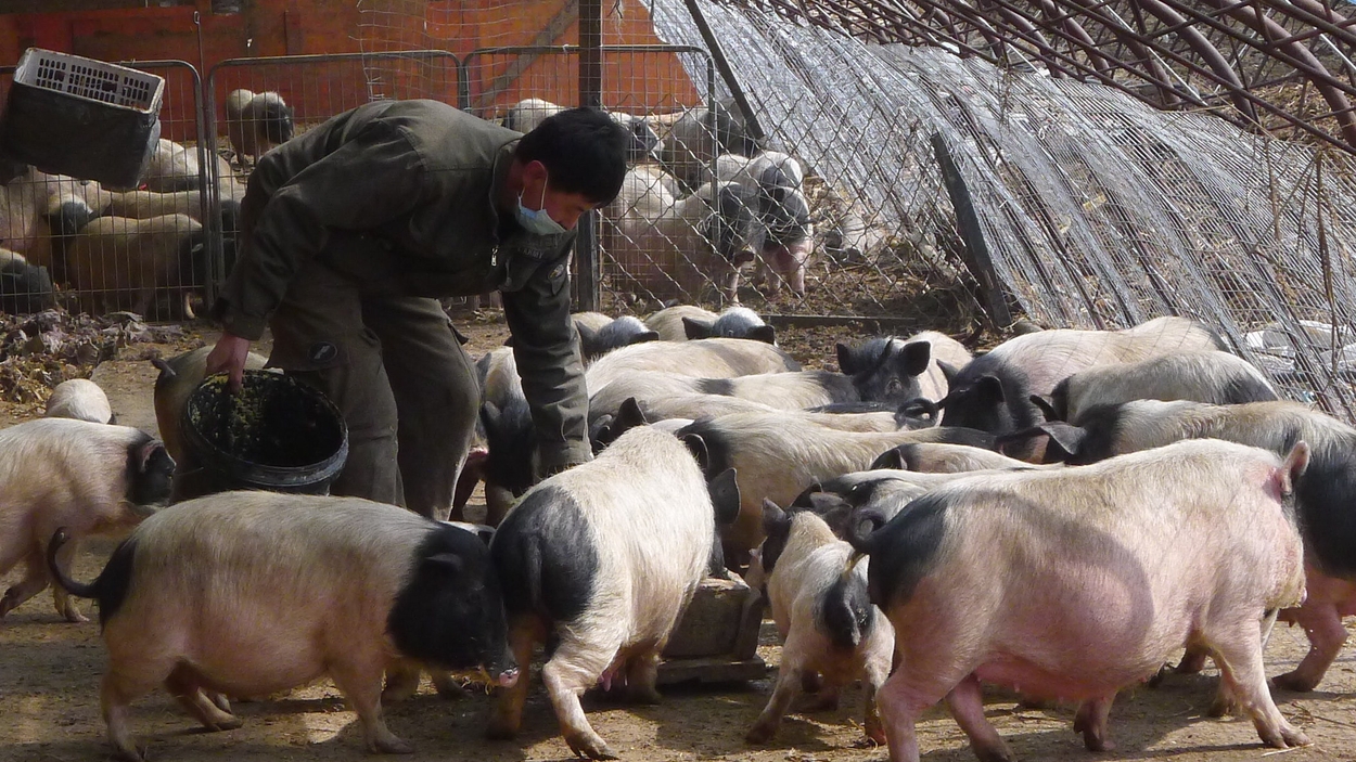 Pig farming in Heilongjiang province
