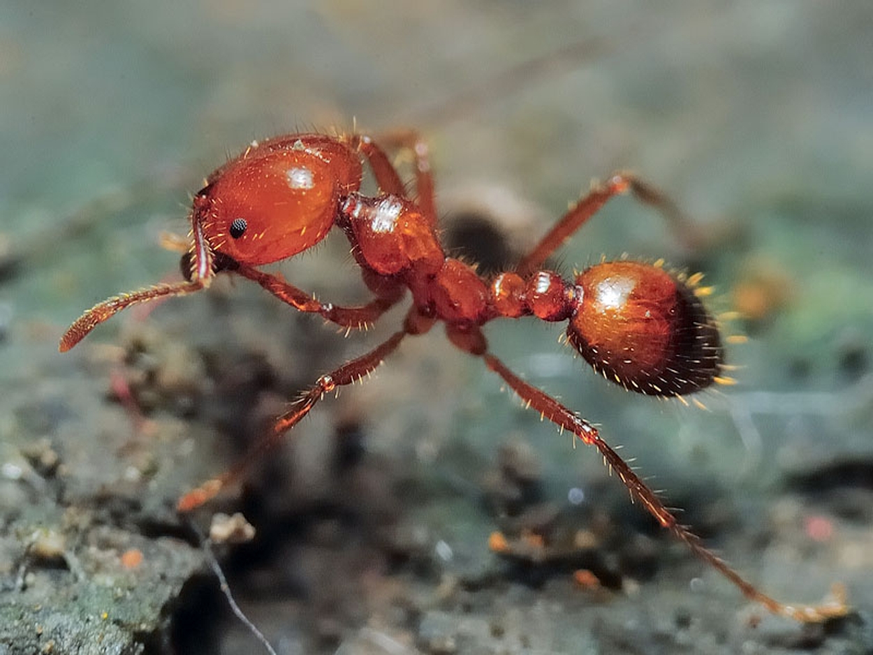 La formica rossa invasiva si stabilisce in Italia, con alte probabilità di ulteriore diffusione in Europa a causa della crisi climatica – Zoob