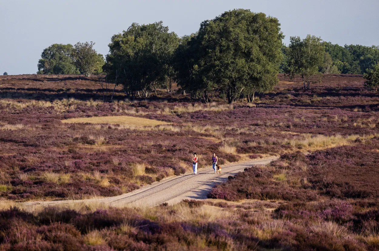 Natuur In Nederland Holt Achteruit, Stikstof Een Van Grootste ...