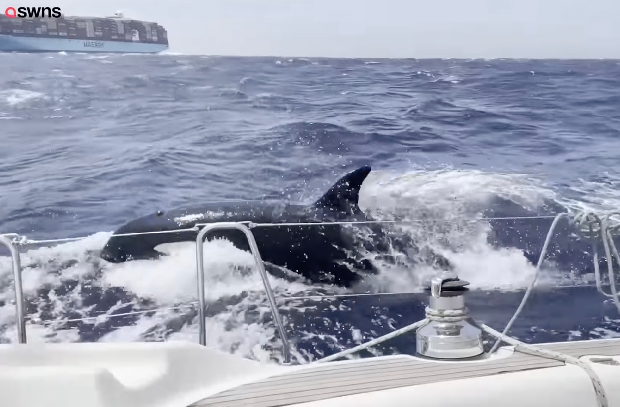 Afbeelding van Opnieuw brengen orka's voor de Spaanse kust een luxe zeiljacht tot zinken