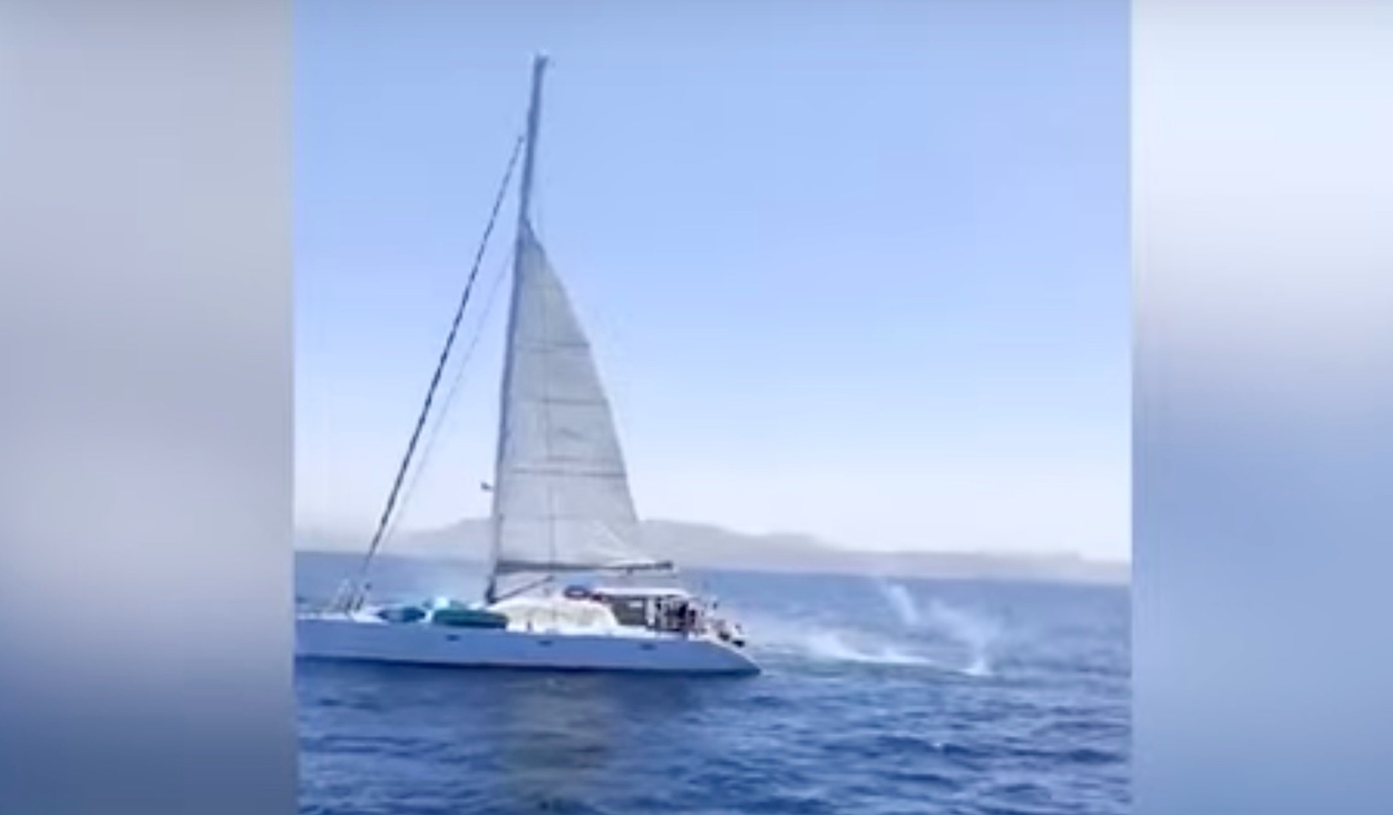 I passeggeri di un lussuoso yacht a vela stuzzicano le orche con le torce – Joop