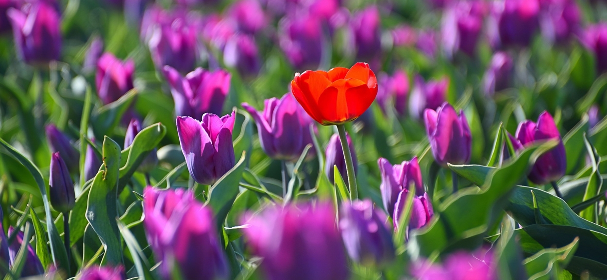 Rode tulp tussen paarse tulpen