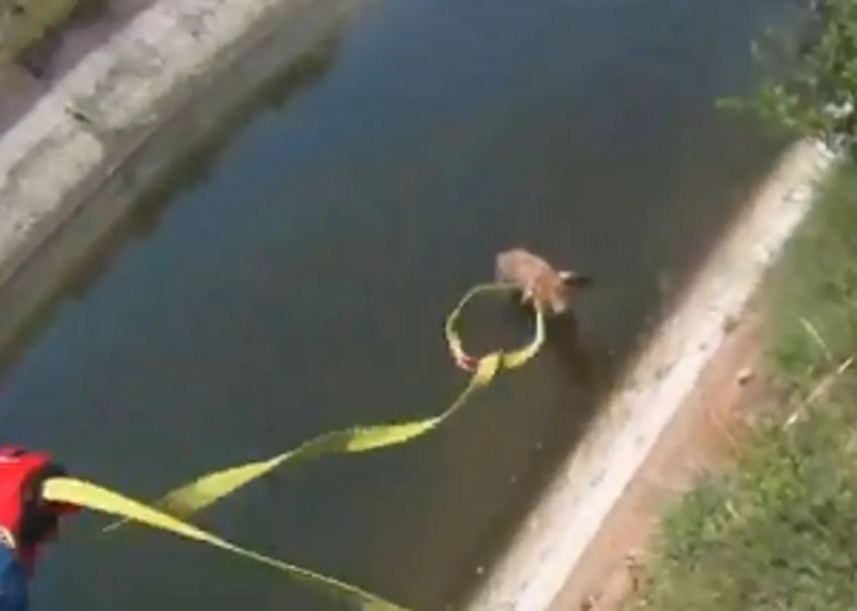 Hoezo als het kalf verdronken is? - Joop - BNNVARA