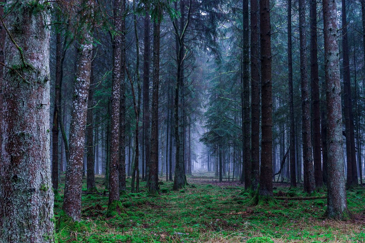 Afbeelding van Duitse bossen hebben zwaar te lijden onder droogte en insectenplagen