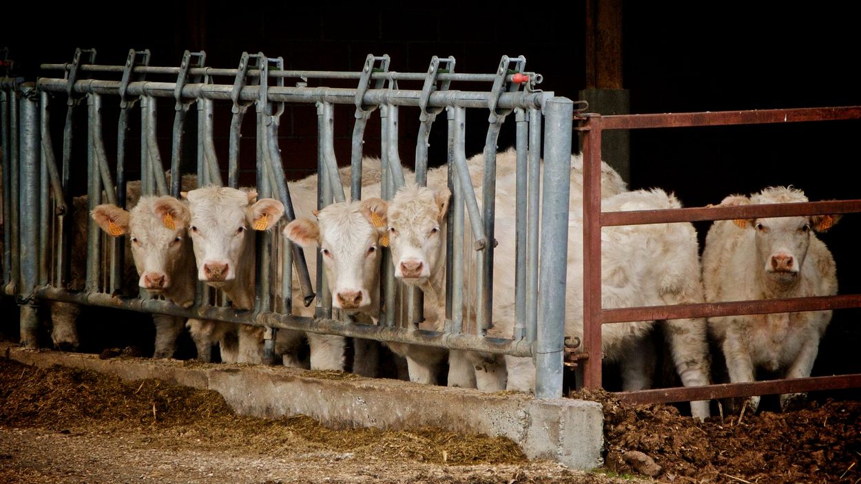 Afbeelding van Amerikaanse kookgigant Epicurious stopt met rundvleesrecepten wegens klimaatcrisis