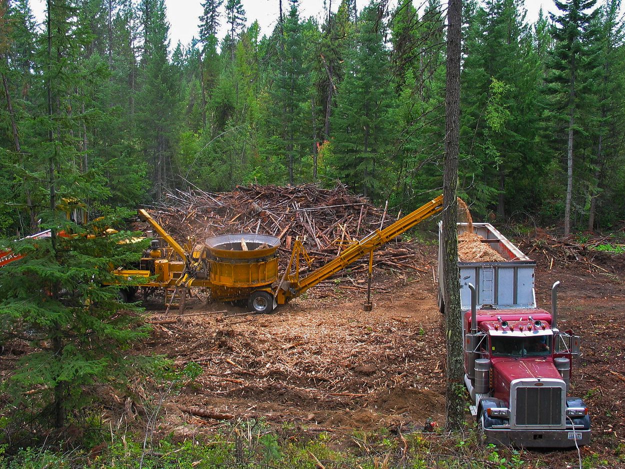 Afbeelding van Ecokapitalisme: hoe biomassa een business model werd