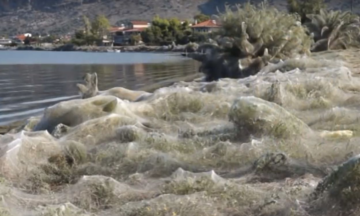 Afbeelding van Spin wikkelt Grieks dorp in honderden meters lang web