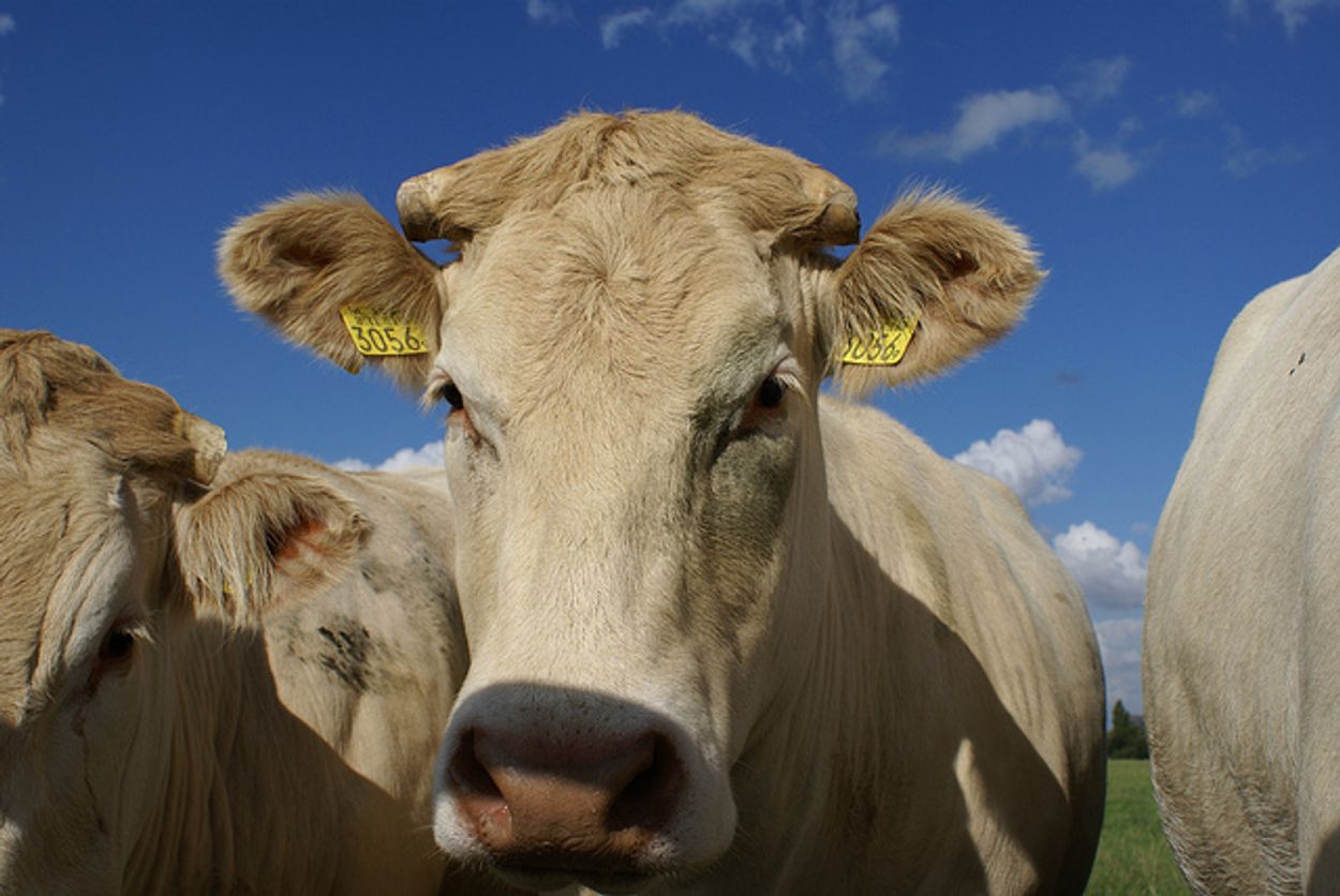 Afbeelding van Veeboer brengt koeien naar asiel in plaats van naar de slacht