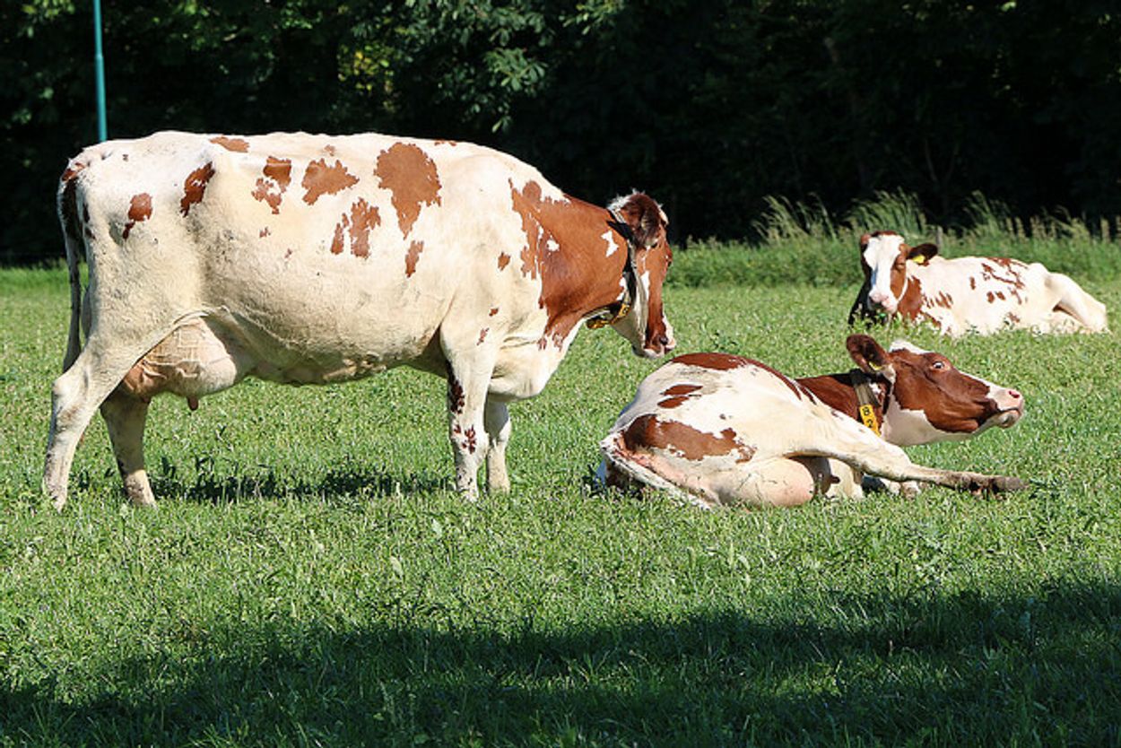 Afbeelding van Overstap loont: biologische melkveehouderij levert meer op