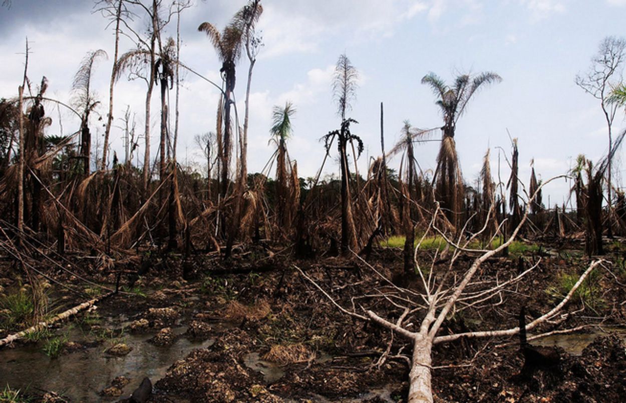 Afbeelding van Shell opnieuw voor de rechter wegens vernietiging leefgebied Nigeria