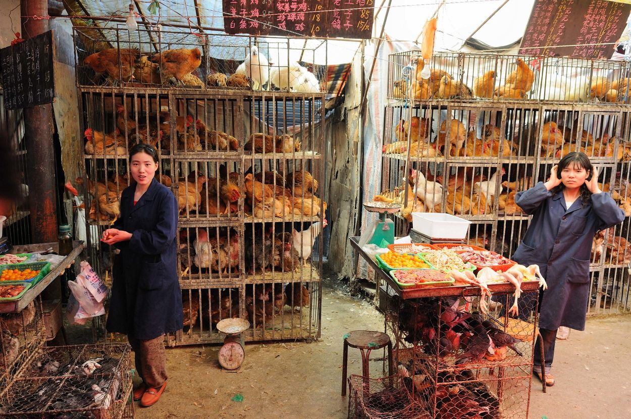 Afbeelding van Zorgen over nieuwe vogelgriep-variant in China die gevaarlijker is voor mensen