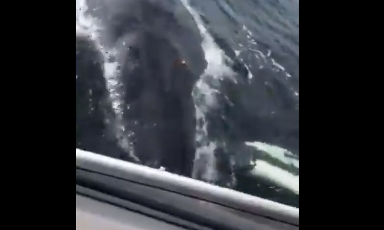 Afbeelding van Vrouw belt politie om walvissen onder boot