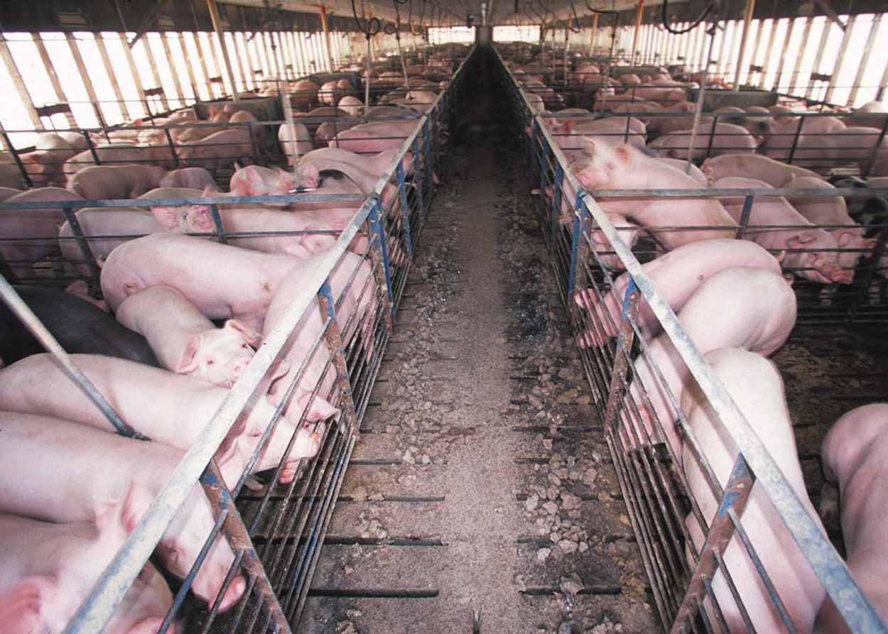 Afbeelding van Dierenorganisaties: verbied gebruik CO2 bij varkensslacht