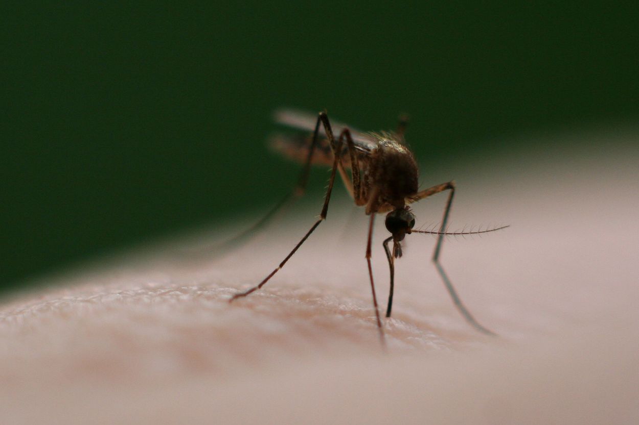 I virus modificano l’odore corporeo delle persone infette per attirare le zanzare